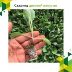 Саженцы цветной капусты раннего и позднего роста