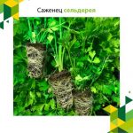 Саженец сельдерея