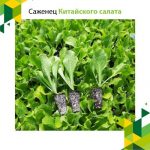 Саженец Китайского салата
