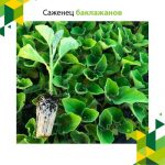 Саженец баклажанов