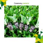 Саженец салата (Саженец iceberg салата)