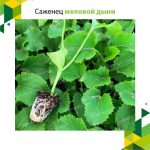 Саженец меловой дыни