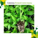 Саженец острого и сладкого переца