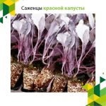 Саженцы красной капусты