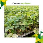 Саженец клубники