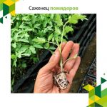 Саженец помидоров