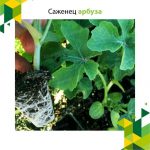 саженца арбуза