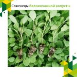 Саженцы белокочанной капусты